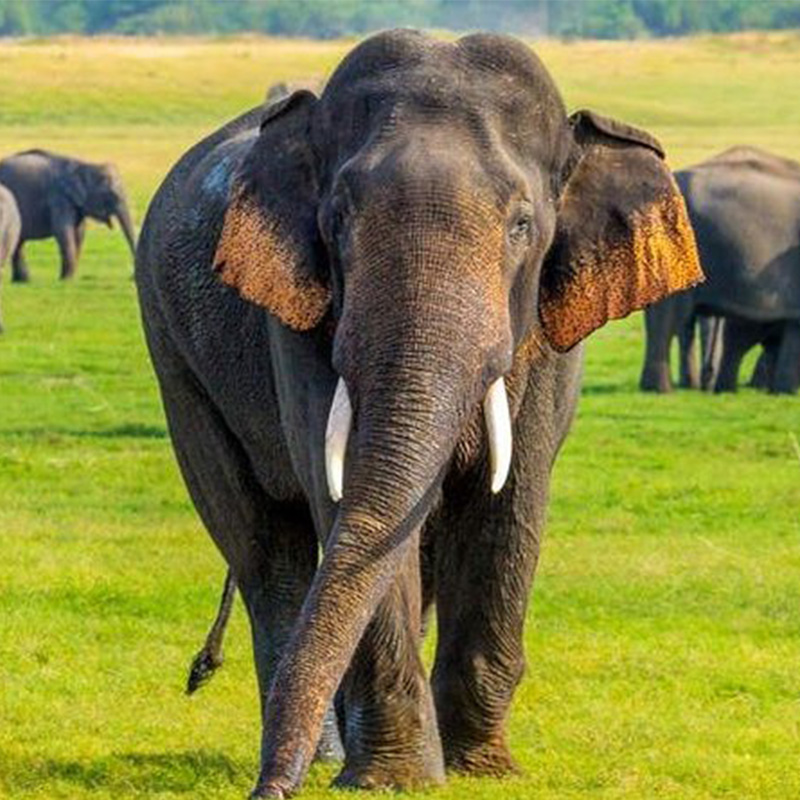 Minneriya Safari : Witness the Wild Heart of Sri Lanka