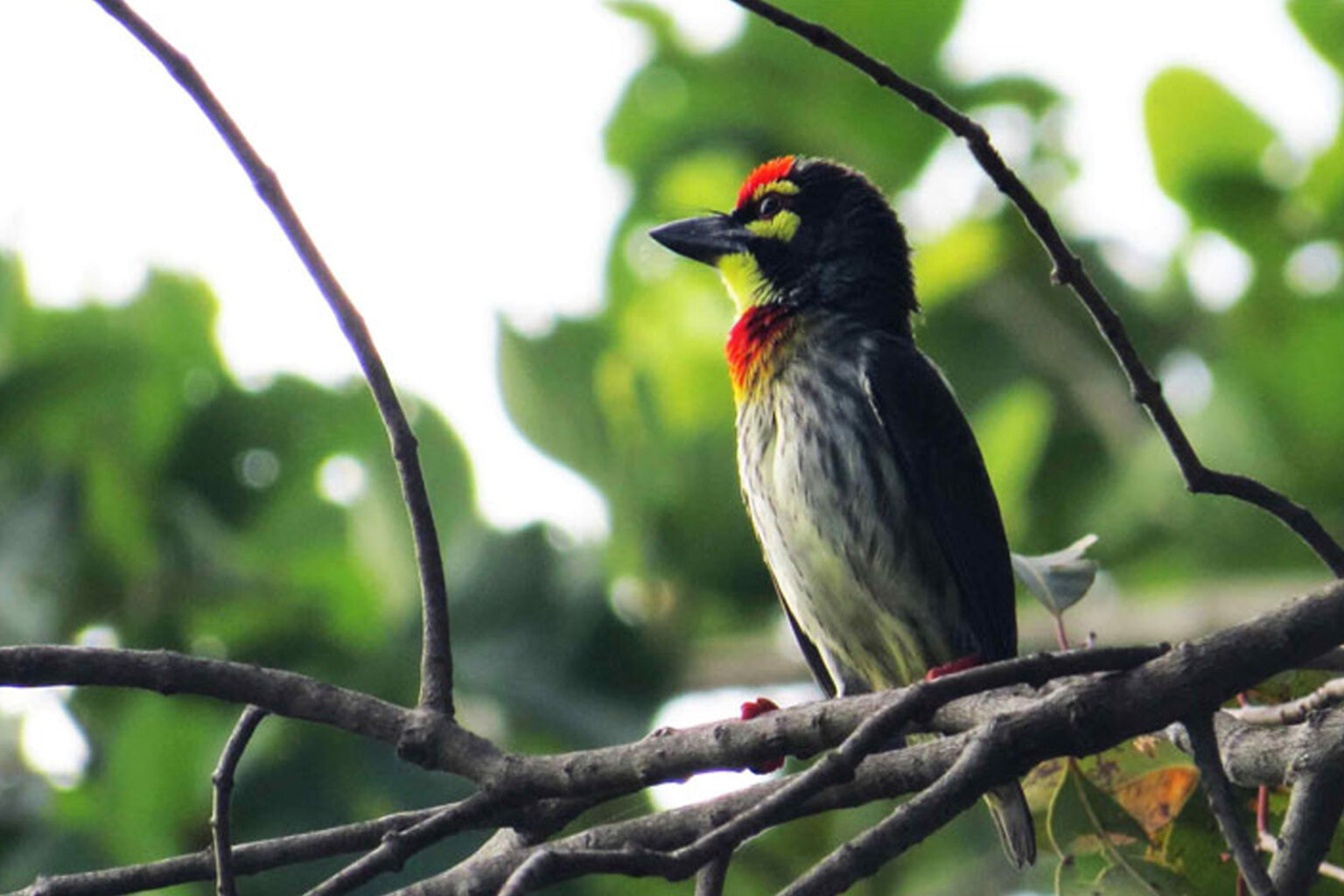 minneriya safari birds