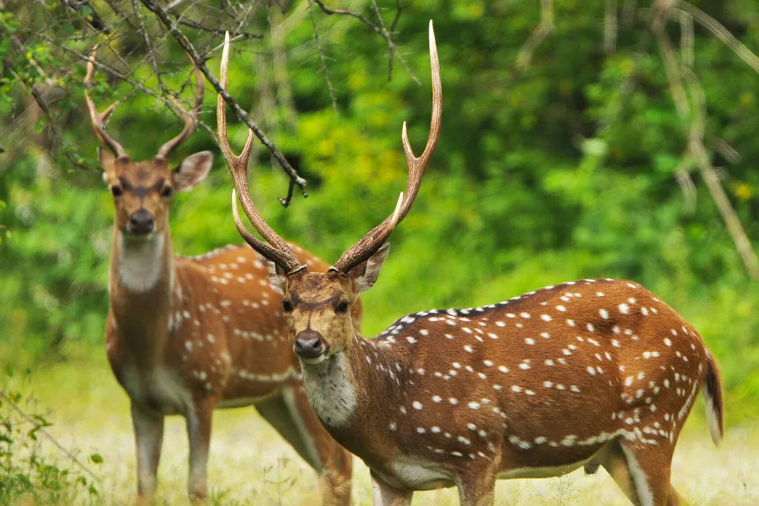 srilankan deer